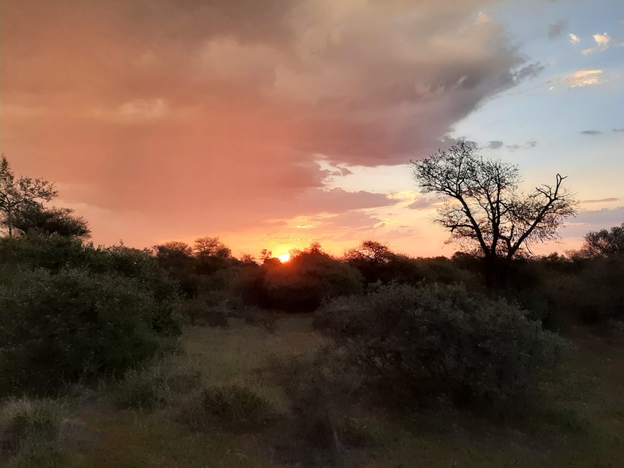 Bushveld sunset with threes