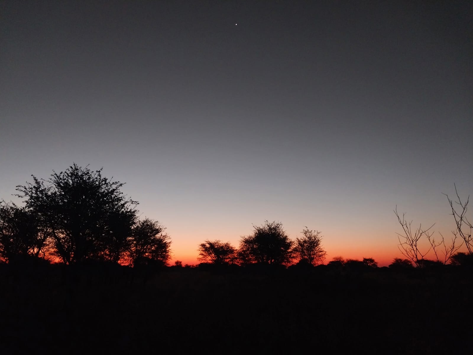 Trees in the Bushveld