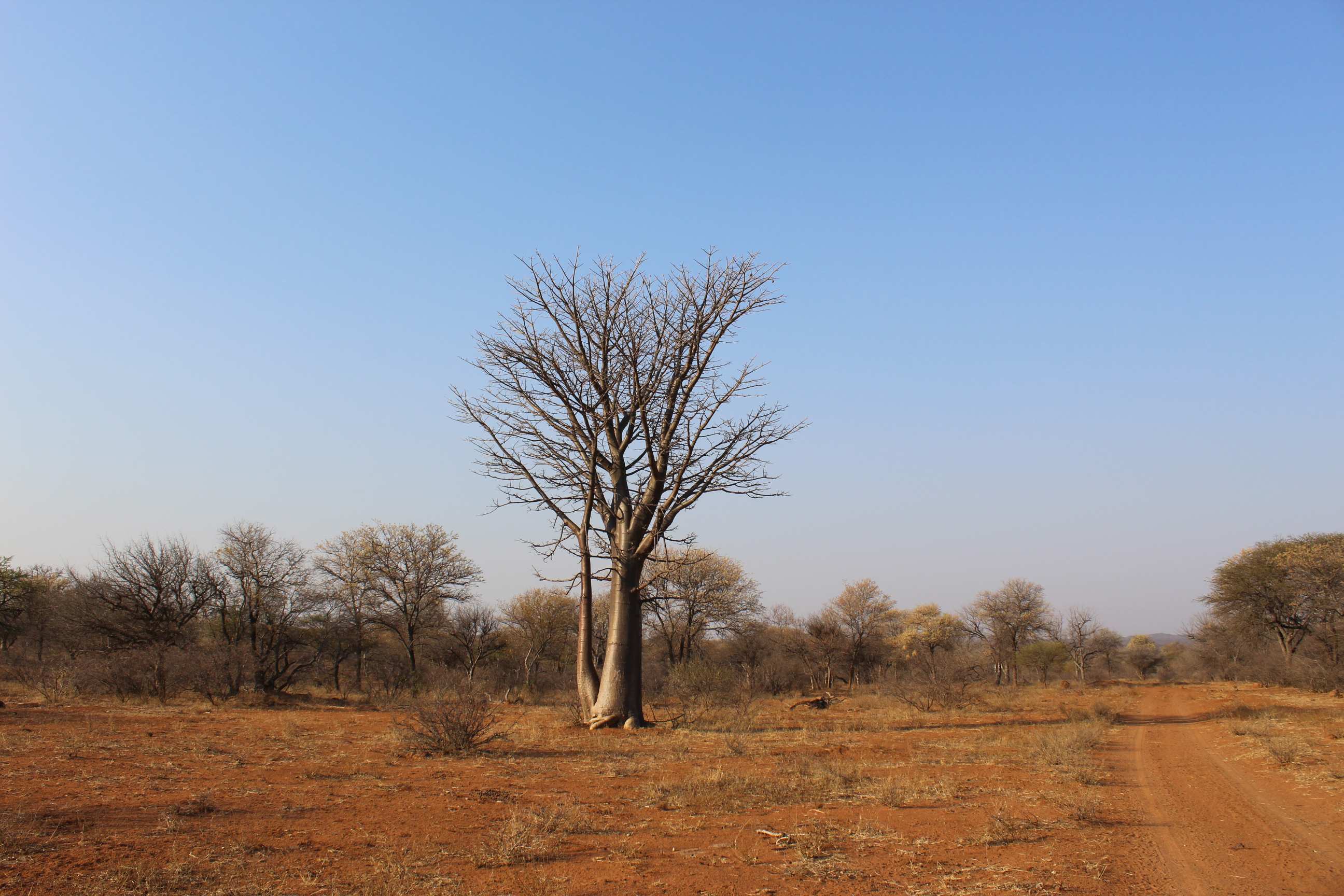 A gravel road into the bushveld full of trees