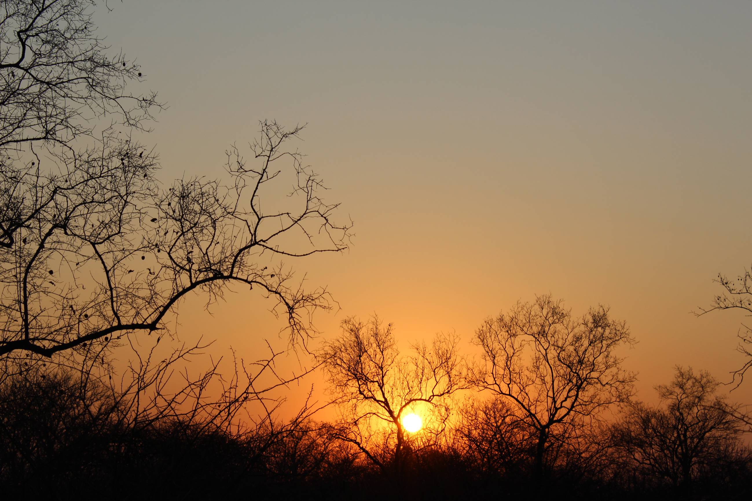 Trees with a sunset in the Bushveld